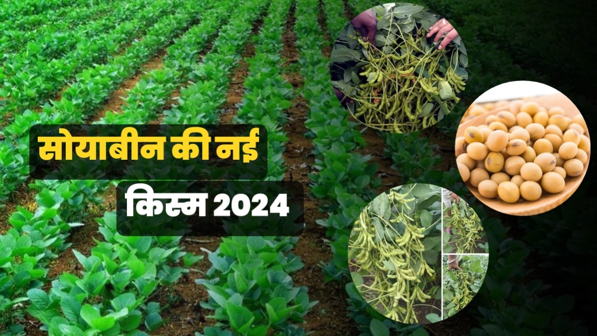 सोयाबीन की नई किस्म 2024