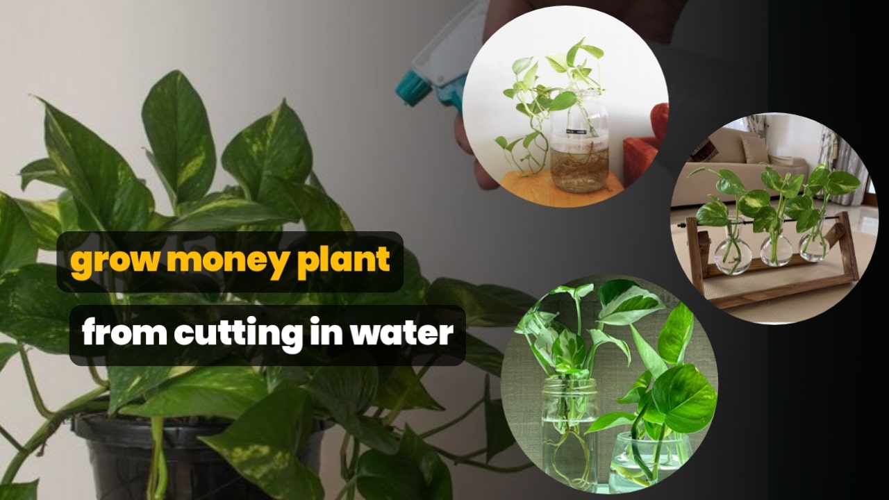 how to grow money plant from cutting in water