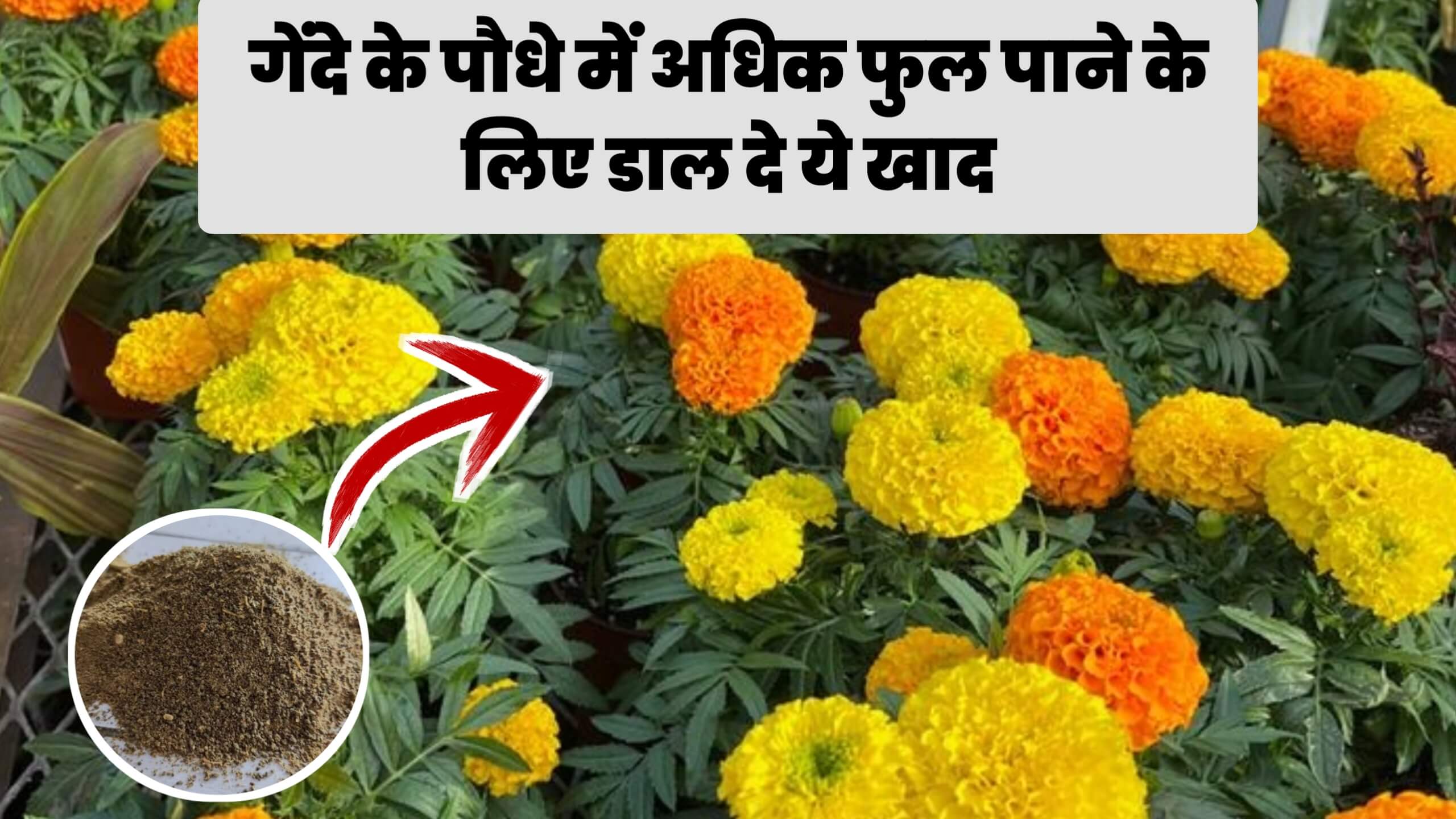 गेंदे के पौधे में अधिक फुल पाने के लिए क्या डालें