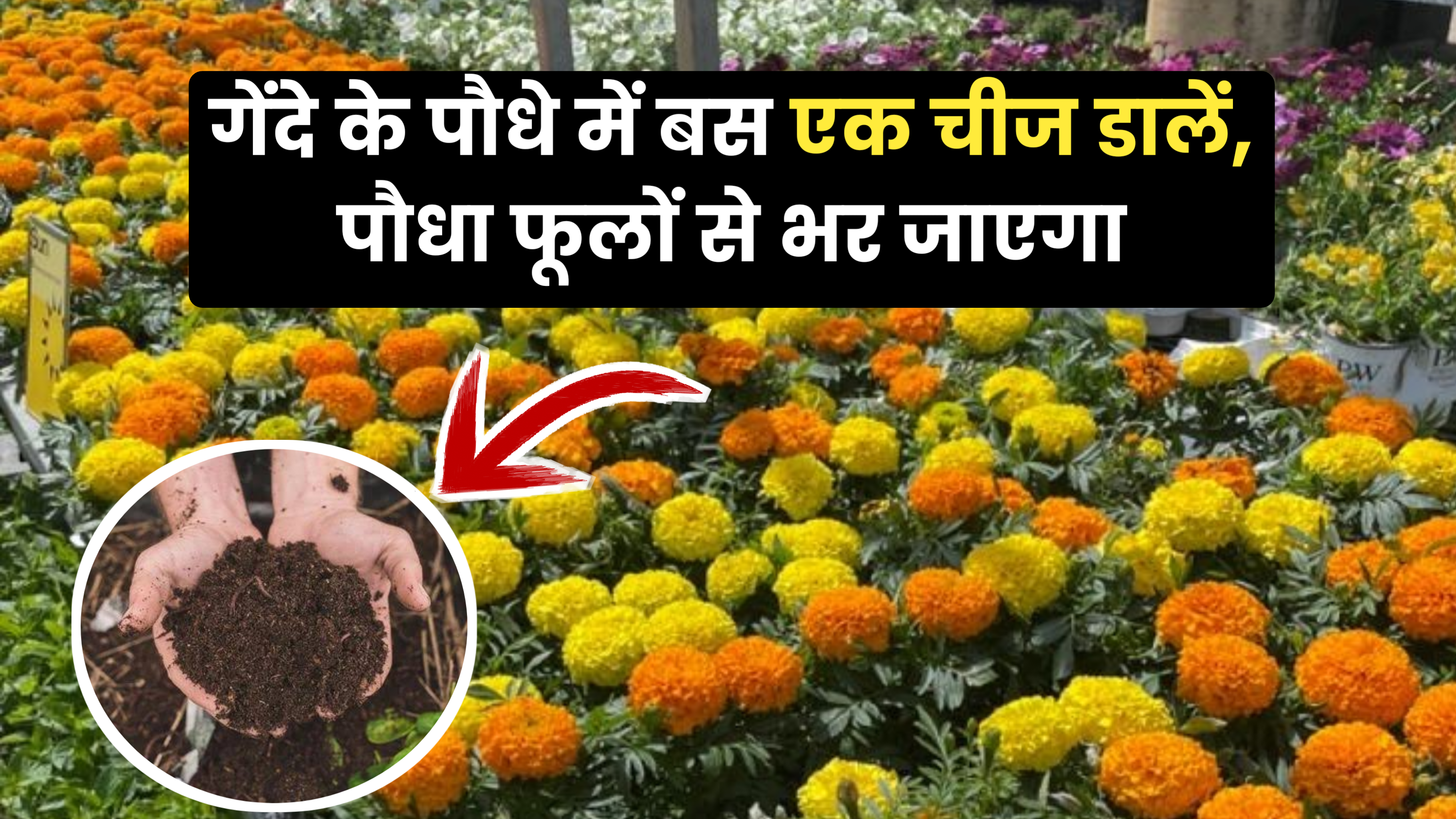 गेंदे के पौधे में डाल दें यह एक चीज, गेंदे का पौधा तुरंत बड़ा हो जाएगा और ढेर सारे फूल आएंगे